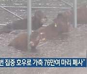 “이번 집중 호우로 가축 76만여 마리 폐사”