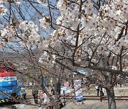 군항제 등 축제 바가지요금 잡는다…경남도, 삼진아웃제 도입