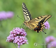 산호랑나비와 버들마편초꽃