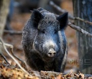 "멧돼지로 착각해 ‘탕"…영주서 엽총 오인사고 '50대여성 중태'