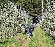 과수화상병 발생 재배면적比 0.15%…수급에 영향無