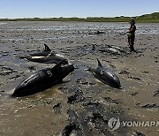 US-Stranded-Dolphins