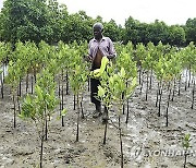 Kenya Bees and Mangroves