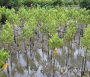 Kenya Bees and Mangroves