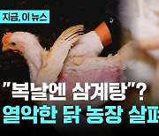 "복날엔 삼계탕"?…열악하고 불결한 닭 사육 농장 살펴보니