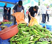 더 풍성해진 '홍천찰옥수수축제' 19~21일 개최