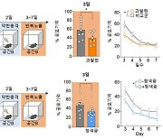 KAIST, "청색광으로 '고통스런 기억' 삭제 성공"