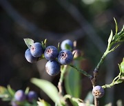 산림청 국립산림품종관리센터, '한국형 블루베리' 산림자원식물 특성 연구 공개