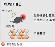 극심한 공포 기억, 빛으로 조절…외상후스트레스장애 등 정신질환 억제