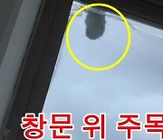 "고소 결심했다" 방망이로 창문 '쿵쿵'…'층간소음' 고통 호소