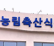 농식품부 "폭우로 상추·깻잎값 상승‥공급 안정에 총력"