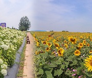 수국과 해바라기가 만개한 안성팜랜드로 오세요!