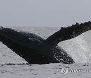 Panama Whales