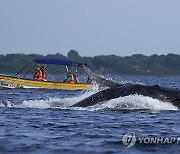 Panama Whales