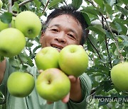 여름 제철 사과 '썸머킹' 수확