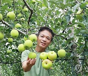 '썸머킹' 아오리 사과 첫 수확