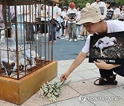 복날 도살된 닭을 위한 헌화