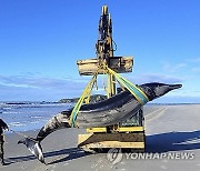 New Zealand Whale