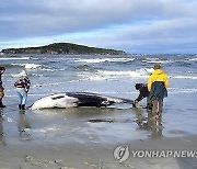 New Zealand Whale