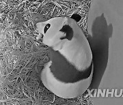 THE NETHERLANDS-RHENEN-GIANT PANDA CUB-BIRTH