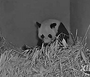 THE NETHERLANDS-RHENEN-GIANT PANDA CUB-BIRTH