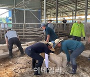 [포토] 농협 축산경제, 한우 농가 복구 작업