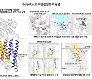 '뇌세포 속 우체국' 골지체 작동시키는 핵심 이온 통로 밝혀