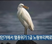 서생 해안가에서 멸종위기 1급 노랑부리백로 관측