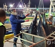 '참치회 값 내릴까'...어획량 대폭 늘려