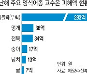 작년보다 빠른 ‘고수온 주의보’…긴장하는 양식어가