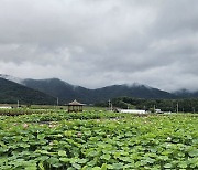 '연꽃이 활짝, 방문객 방긋' 밀양 아리나 연꽃단지 가볼까