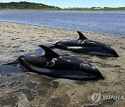 Stranded Dolphins