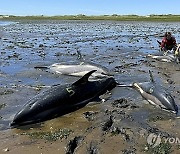 Stranded Dolphins