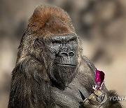 California Zoo Gorilla Dies