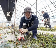 수해 현장 복구 돕는 군 장병들