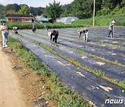 농촌 일속 부족한 평창군…외국인 계절근로자 체류 기간 연장