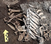 Cattle bones found near Jongmyo