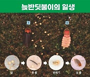 시흥시, 친환경 지표 '늦반딧불이' 인공증식 성공