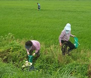 왕우렁이 수거하는 농민들