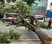 대구서 돌풍에 가로수 뿌리째 뽑히고 1000가구 정전