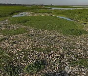 Brazil Dead Fish