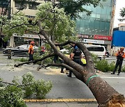 돌풍에 쓰러진 대구 도심 가로수