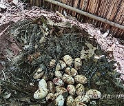 Cambodia Crocodiles