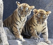 Germany Tiger Cubs