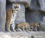 Germany Tiger Cubs