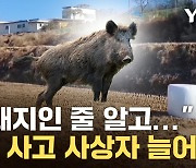 [자막뉴스] 엽총 오발 사고로 인한 사망자 수는...