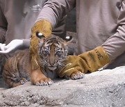 '멸종 위기' 시베리아 호랑이 쌍둥이 2마리 공개