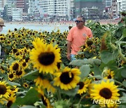 해바라기 활짝 핀 부산 광안리