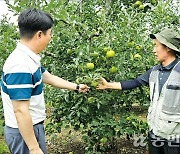 [산지 확대경] ‘쓰가루’ 사과 작황 양호…출하량 늘면 가격 안정될 듯