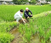 [日 쌀산업 현장] 지역 양조장에 쌀 전량 판매…밥쌀보다 값 50% 더 받아